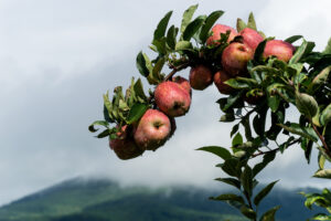 A cluster of apples grow on the end of a branch.