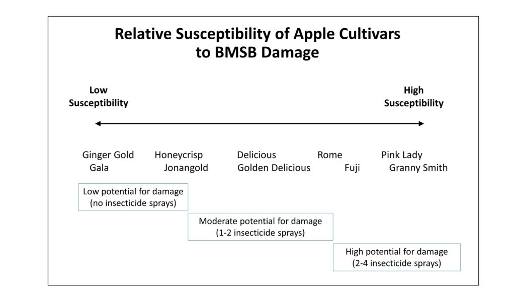 Figure showing the susceptibility of various apple varieties to brown marmorated stink bug injury