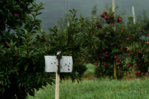 Brown marmorated stink bug trap in apple orchard