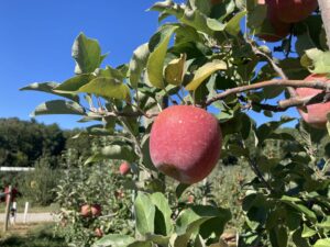 Cover photo for Horticultural Update: Hurricane Ian and Apple Preharvest Drop