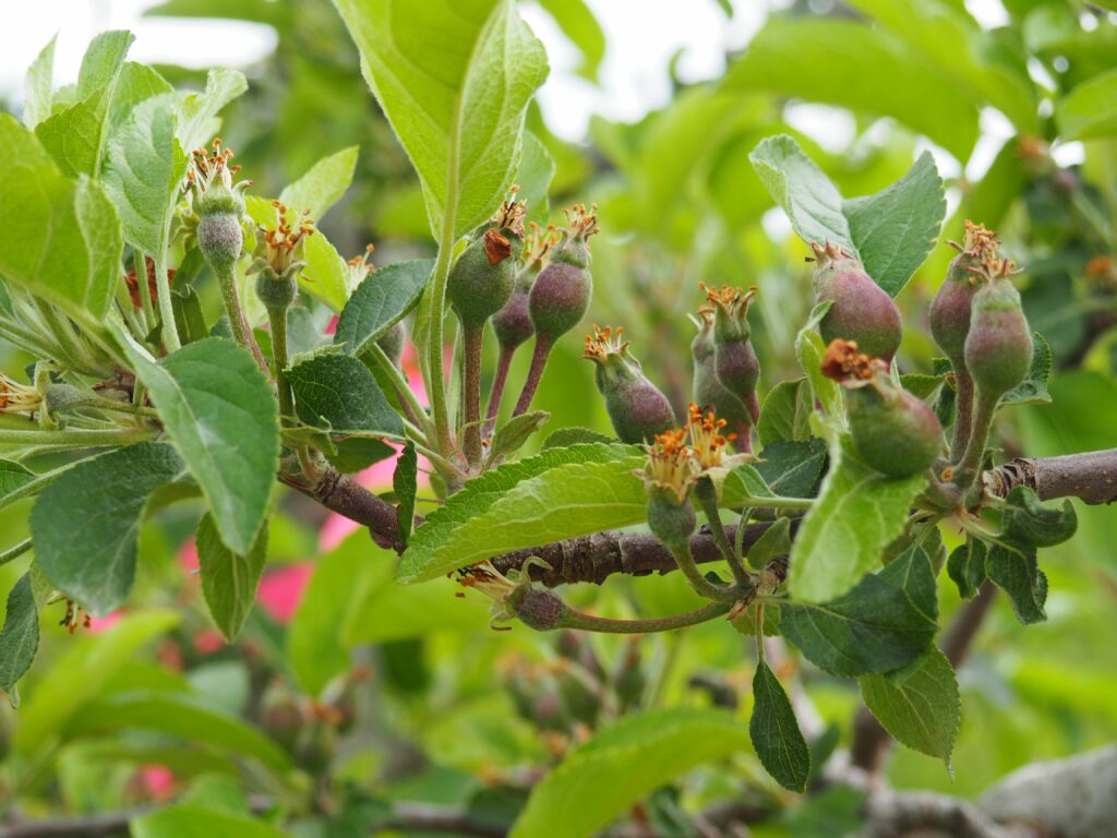 Buds on an apple tree.