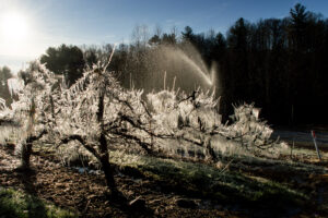 Frozen trees in an orchard