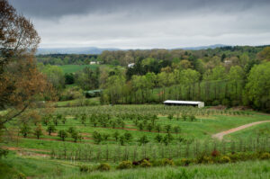 Apple orchard in spring