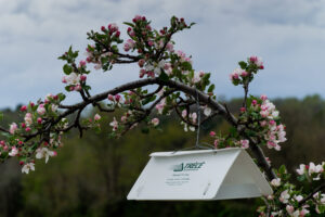 Insect trap in an apple orchard