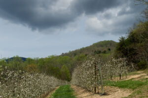 Apple orchard in bloom