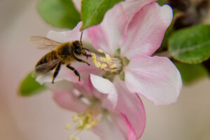 Bee on apple bloom