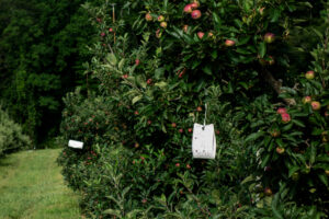 image of an insect trap in an apple orchard