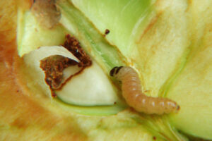 Codling moth larva