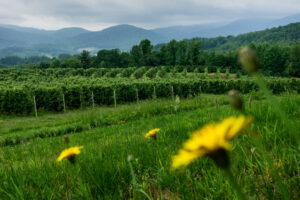 Apple orchard