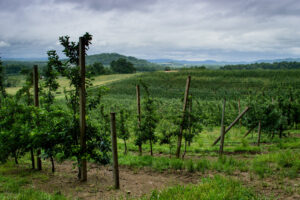 Apple orchard