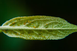 Green apple aphids