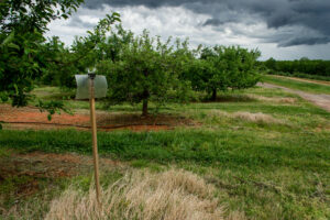 BMSB trap in an orchard
