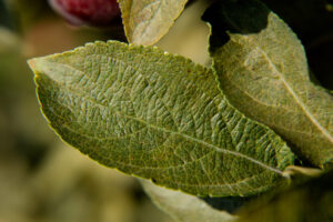 Leaf with European red mites