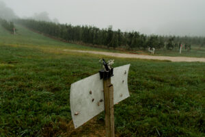 Brown marmorated stink bug trap