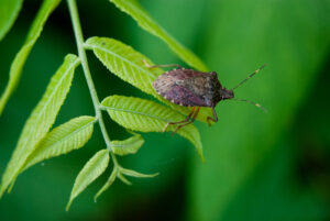 Brown marmorated stink bug adult