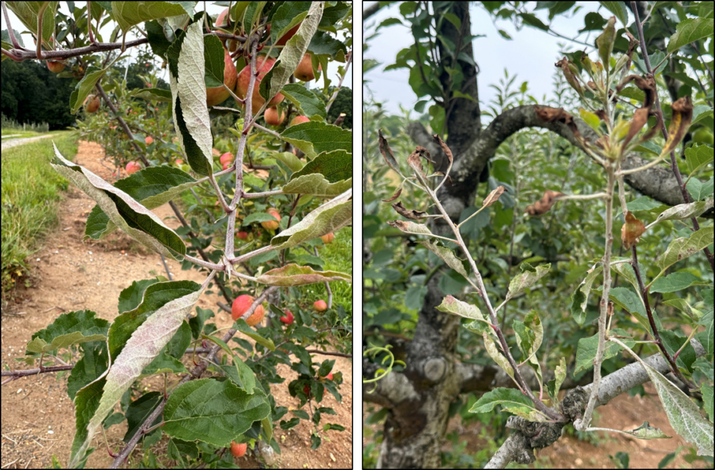 Brown spots on apple leaves.