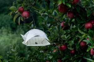 Apples on tree.