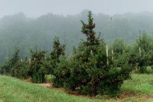 Apple orchard