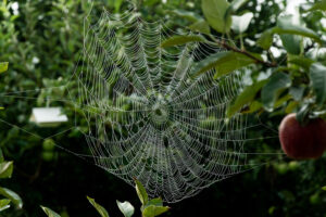 Spider web and traps in apple orchard