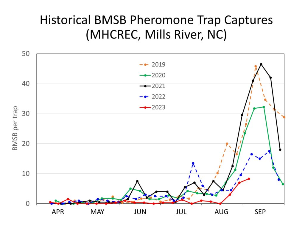 Graph showing brown marmorated stink bug populations, 2019 to 2023