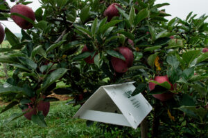 Apple tree with a pest trap
