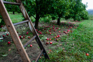 Ladder in apple orchard