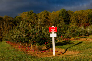 Apple orchard on research station