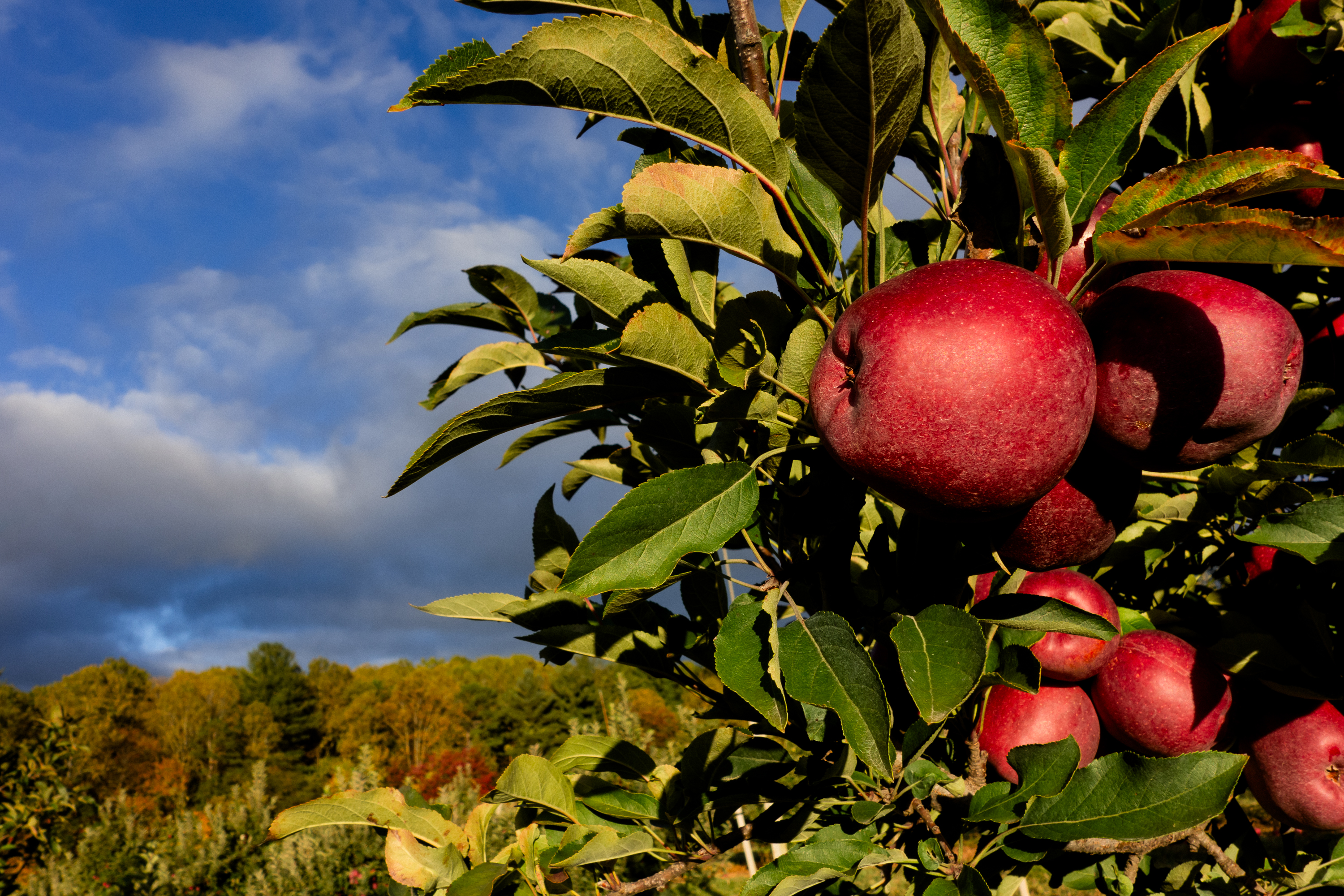 Bagging Apples for Insect and Disease Control – Wisconsin Horticulture