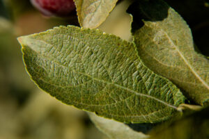 European red mites on apple leaf