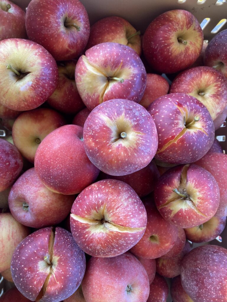 Image of a bin of Gala apples with severe stem-end splitting. 