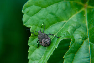 Immature brown marmorated stink bug