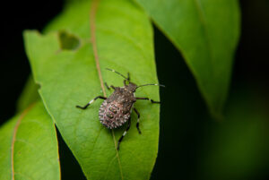 Brown marmorated stink bug nymph