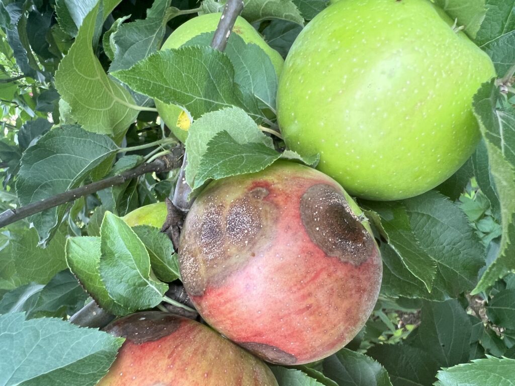 Bitter rot on 'Rome' apple fruit