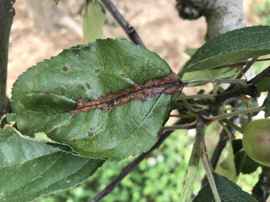 Blackening of midvein on apple leaf due to fire blight infeciton