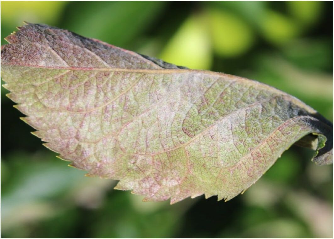 Symptoms of powdery mildew on apple leaf
