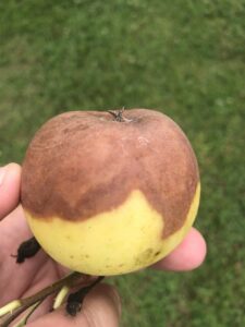 symptoms of black rot on apple