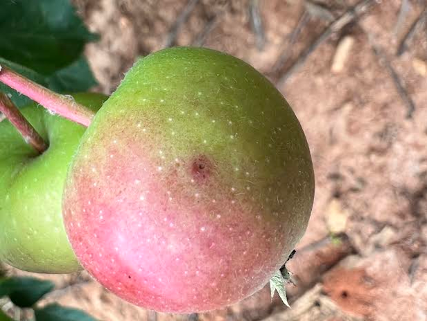Early Symptoms of bitter rot on fruit