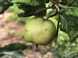 early symptoms of Glomerella leaf spot on 'Gala' apple