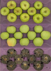 Cover photo for 2025 Apple Maturity Pilot Program [07.30.2025]