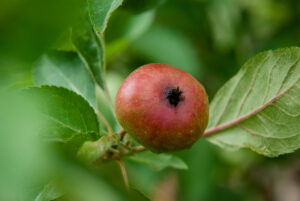 Codling moth damage on apple fruit