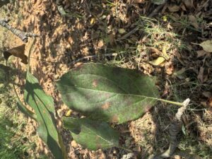 Symptoms of Marssonina leaf spot and GLS on apple