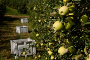 Apples in orchard