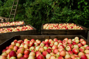 Apples in bins