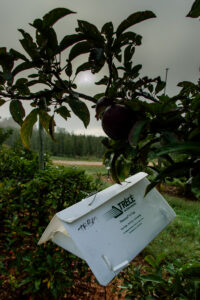 Insect trap in orchard