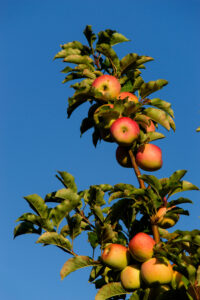 Apples on tree