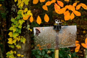 Brown marmorated stink bug trap
